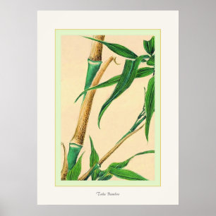 Nehmen Sie Bamboo ~ Vintage japanische Kunstdruckk Poster