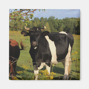Nehmen Sie den Stier durch die Hörner Magnet