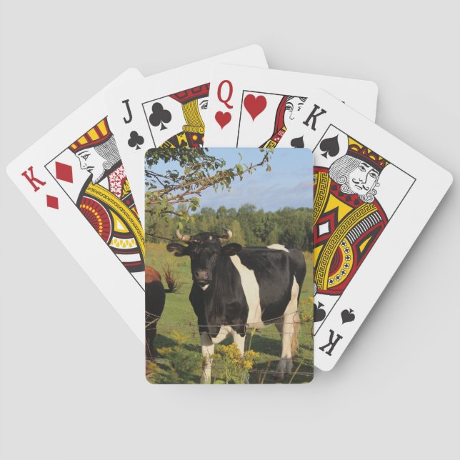 Nehmen Sie den Stier durch die Hörner Spielkarten (Rückseite)