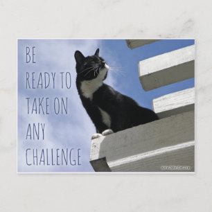 Nehmen Sie jede Challenge motivierend Katze Postkarte