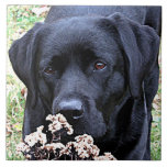 Nehmen Sie sich Zeit - Schwarzes Labor - Schwarzes Fliese<br><div class="desc">Nehmen Sie sich Zeit,  um die Tumbleweeds zu riechen,  genau wie dieses Labrador !

Nehmen Sie sich Zeit - Original Artwork von Judy Burrows @ Black Dog Art</div>