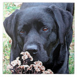 Nehmen Sie sich Zeit - Schwarzes Labor - Schwarzes Fliese<br><div class="desc">Nehmen Sie sich Zeit,  um die Tumbleweeds zu riechen,  genau wie dieses Labrador !

Nehmen Sie sich Zeit - Original Artwork von Judy Burrows @ Black Dog Art</div>