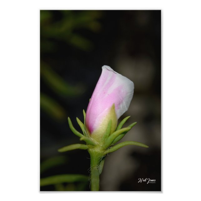 Neil Jones Fotografy - Geburt einer Rose Fotodruck (Vorne)