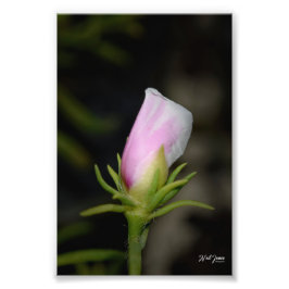 Neil Jones Fotografy - Geburt einer Rose Fotodruck