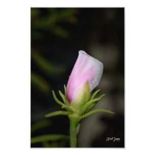 Neil Jones Photography - Geburt einer Rose Fotodruck
