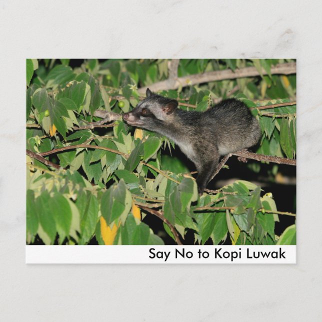 Nein zu Kopi Luwak Postcard Postkarte (Vorderseite)
