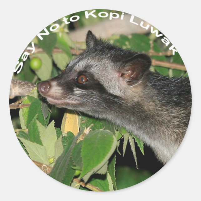 Nein zu Kopi Luwak Sticker (Vorderseite)