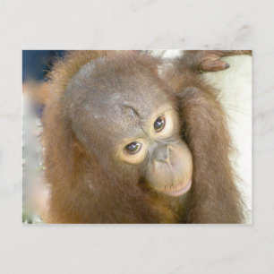 Nein zur Grausamkeit Postkarte