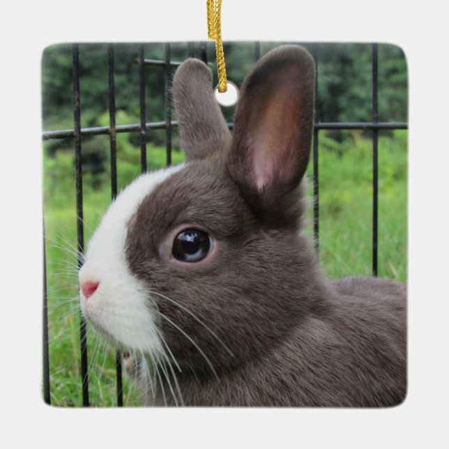 Neitherland Zwarf Pet Bunny Rabbit Keramikornament (Vorderseite)