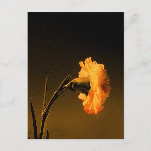 Nelke 2 postkarte (Vorderseite)