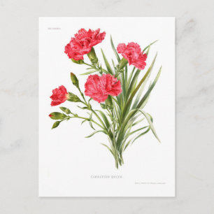 Nelke 'Queen' Postkarte