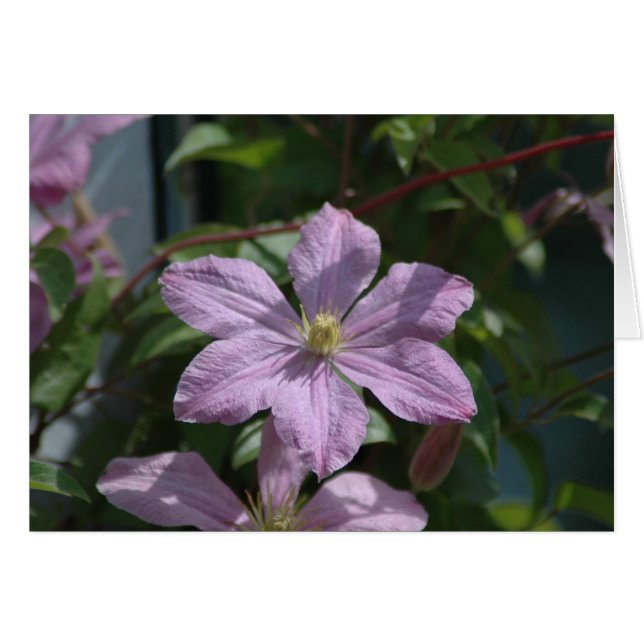 Nelly Moser Clematis 2009 (Vorderseite (Horizontal))