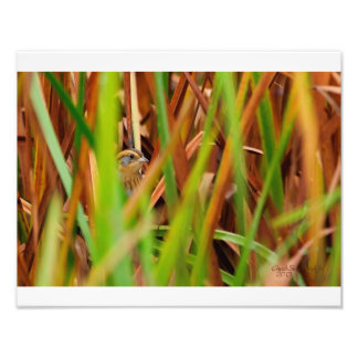 Nelsons Sparrow pinkelt durch Cattails Fotodruck