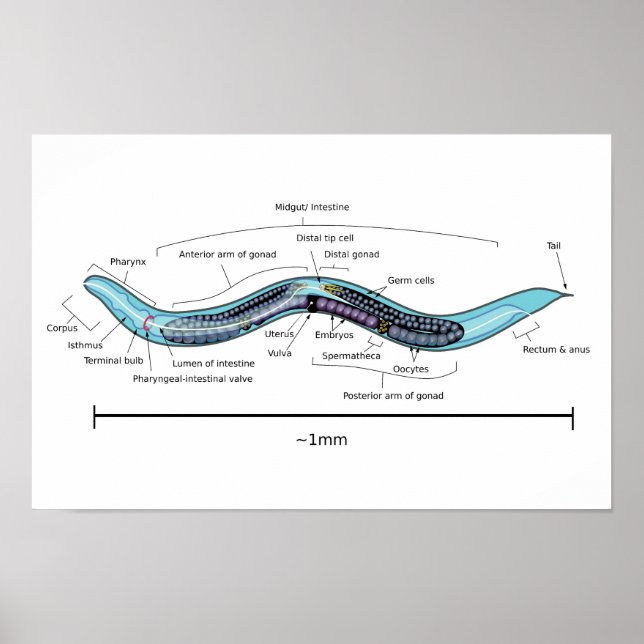 Nematode Hermaphrodite Caenorhabditis elegans Poster (Vorne)