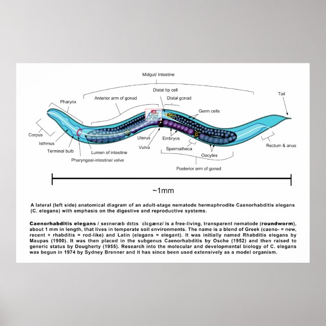 Nematode Rundwurm Caenorhabditis Elegans Diagramm Poster (Vorne)