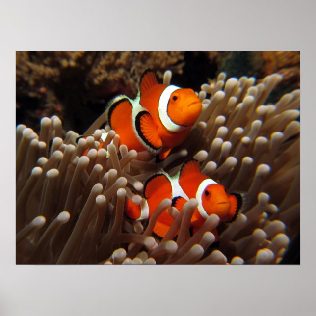 Nemo Clown Fish Print Poster (Vorne)