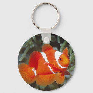 nemo Fische Schlüsselanhänger
