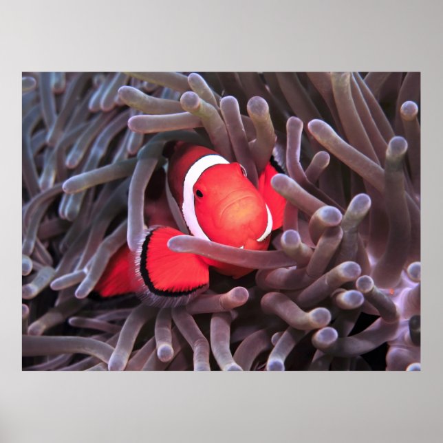 Nemo Found Poster (Vorne)