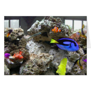 Nemo mit seiner Gruppe