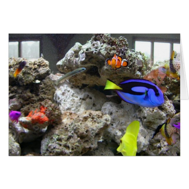Nemo mit seiner Gruppe (Vorderseite (Horizontal))