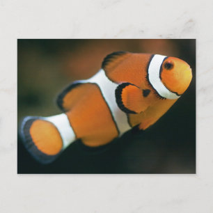 Nemo Postcard Postkarte