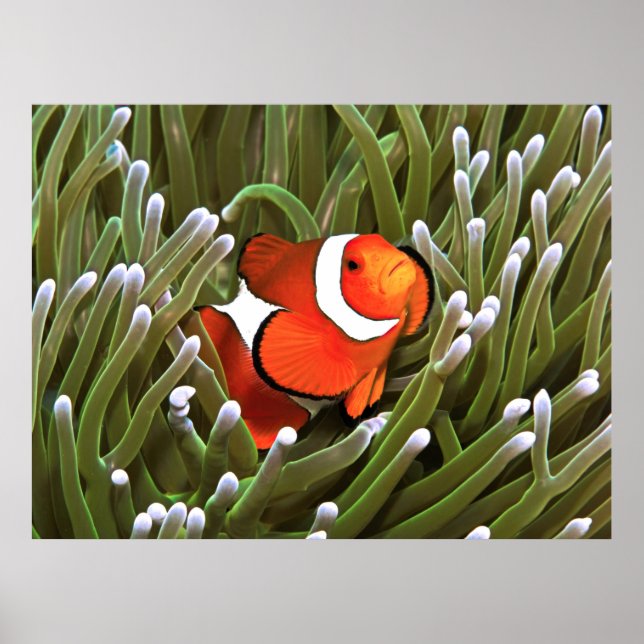 Nemo Poster (Vorne)