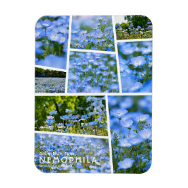 NEMOPHILA (Baby Blue Eyes) Magnet