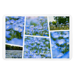 NEMOPHILA (Baby Blue Eyes) Magnet