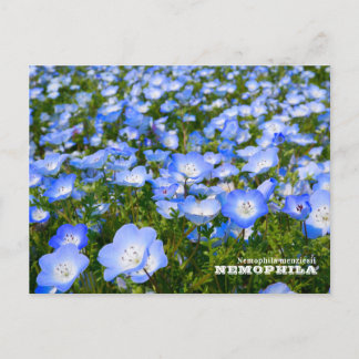 NEMOPHILA(Baby Blue Eyes) Postkarte