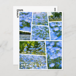 NEMOPHILA(Baby Blue Eyes) Postkarte