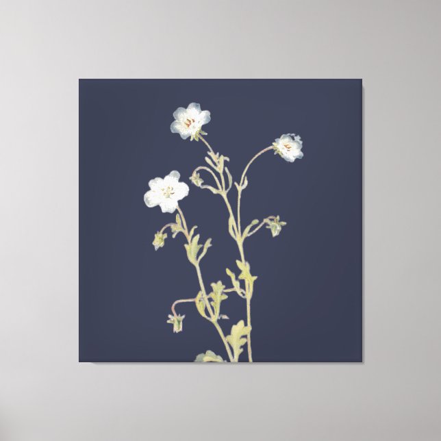 Nemophila-Blumen Leinwanddruck (Vorderseite)