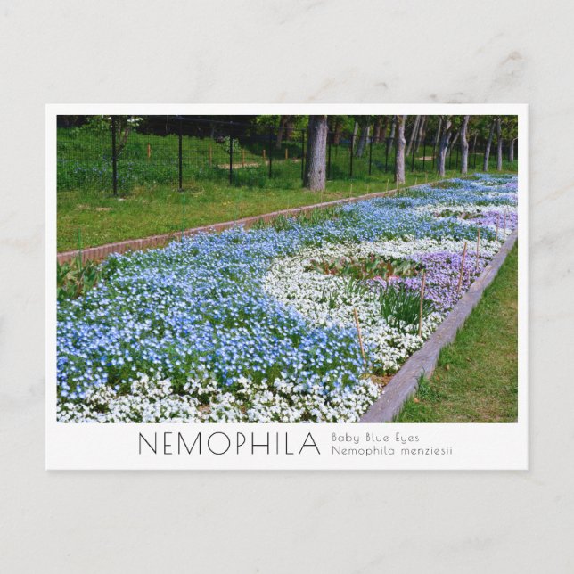 Nemophila Flower Bed Postkarte (Vorderseite)