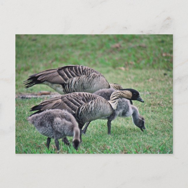 Nene Postkarte (Vorderseite)