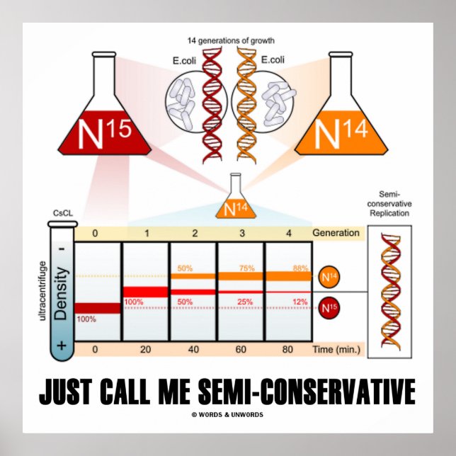 Nennen Sie mich einfach Semi-konservativ (DNA-Repl Poster (Vorne)