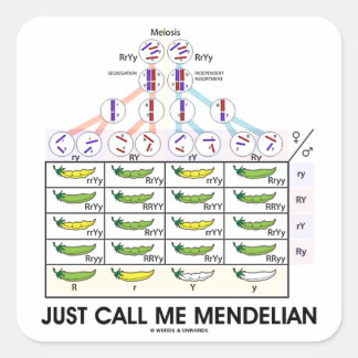 Nennen Sie mich Mendelian (Punnett Square Genetik) Quadratischer Aufkleber