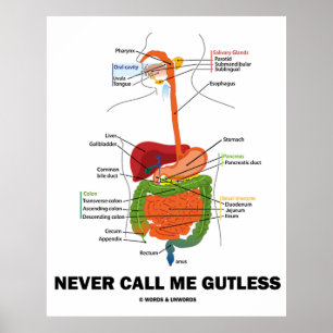 Nennen Sie mich nie Gutless (Digestive System Spaß Poster