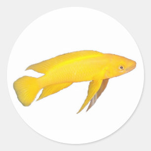 Neolamprologus leleupi runder aufkleber