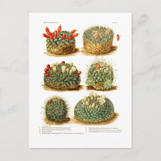 Neomammillaria Postkarte