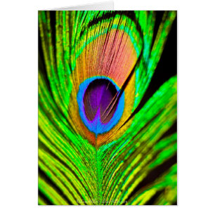 Neon Colors Peacock Feather