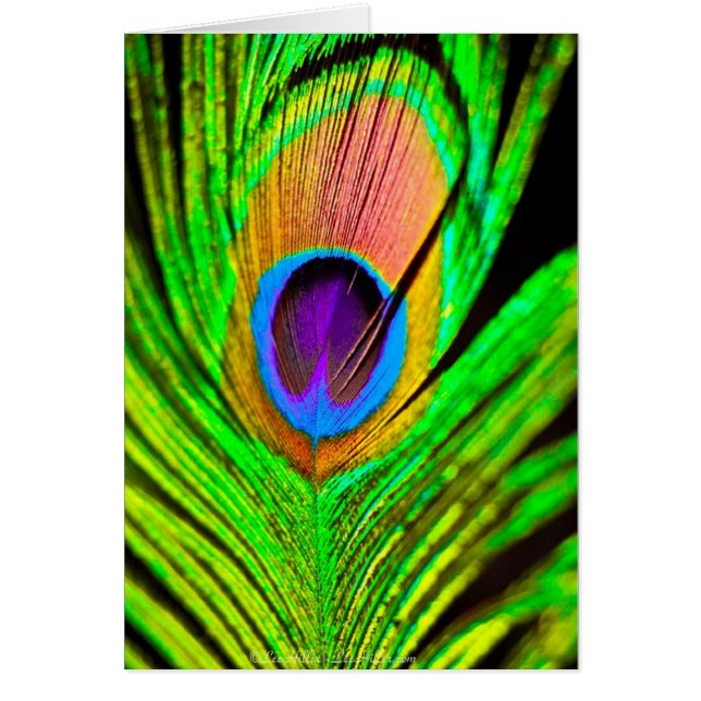 Neon Colors Peacock Feather (Vorne)