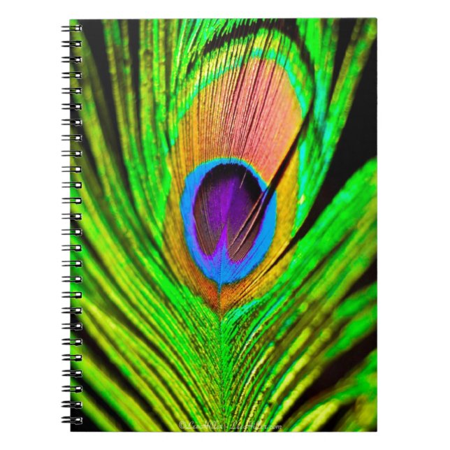 Neon Colors Peacock Feather Notizblock (Vorderseite)