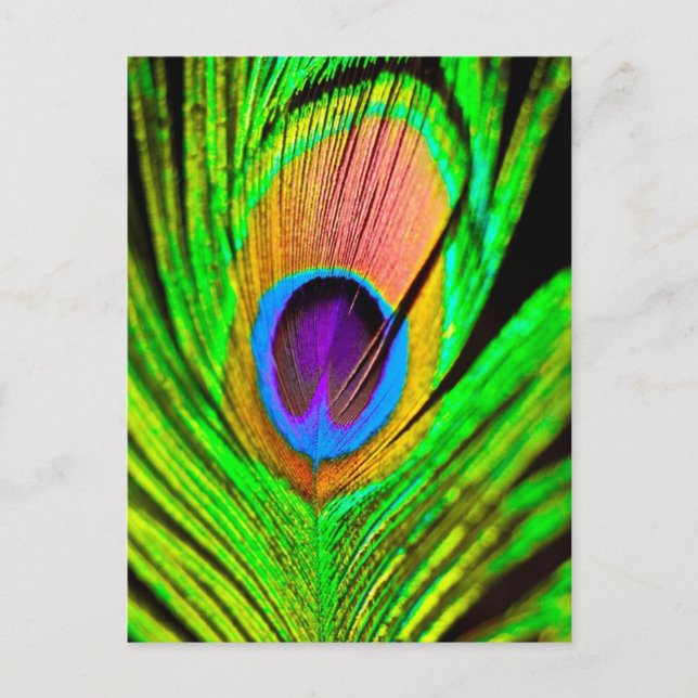 Neon Colors Peacock Feather Postkarte (Vorderseite)