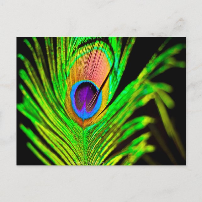 Neon Colors Peacock Feather Postkarte (Vorderseite)