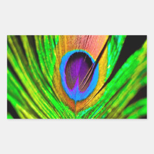 Neon Colors Peacock Feather Rechteckiger Aufkleber