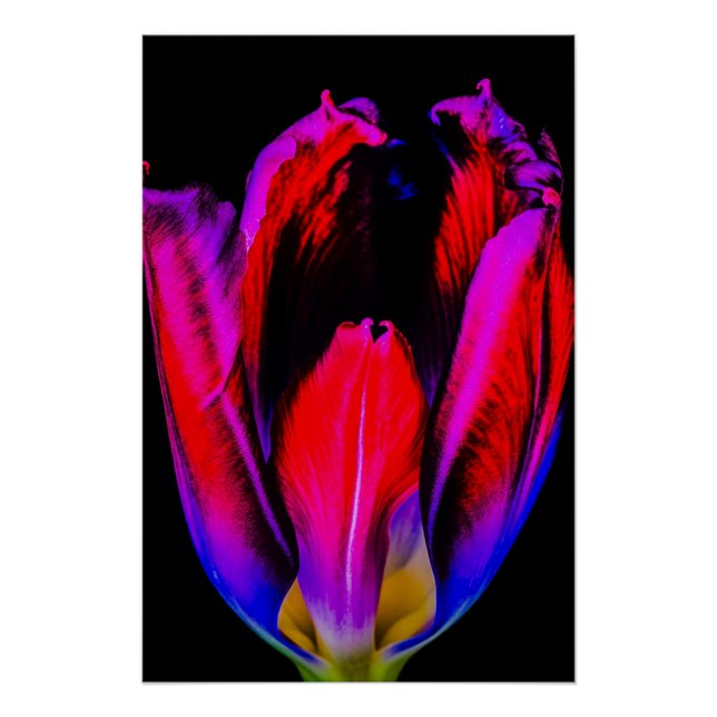 Neon Glow Tulip Poster (Vorderseite)