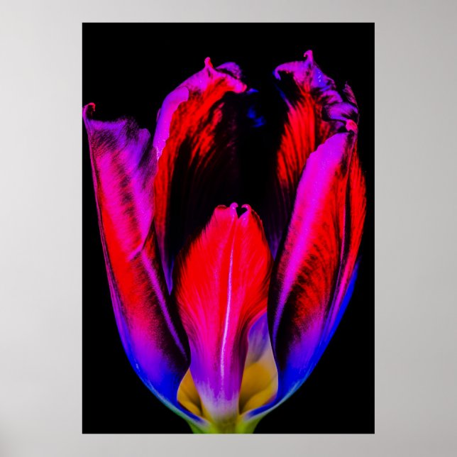 Neon Glow Tulip Poster (Vorne)