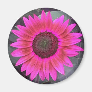 Neon Pink Sunflower Magnet