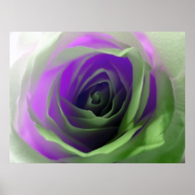 Neon Rose Fotograf Poster (Vorne)