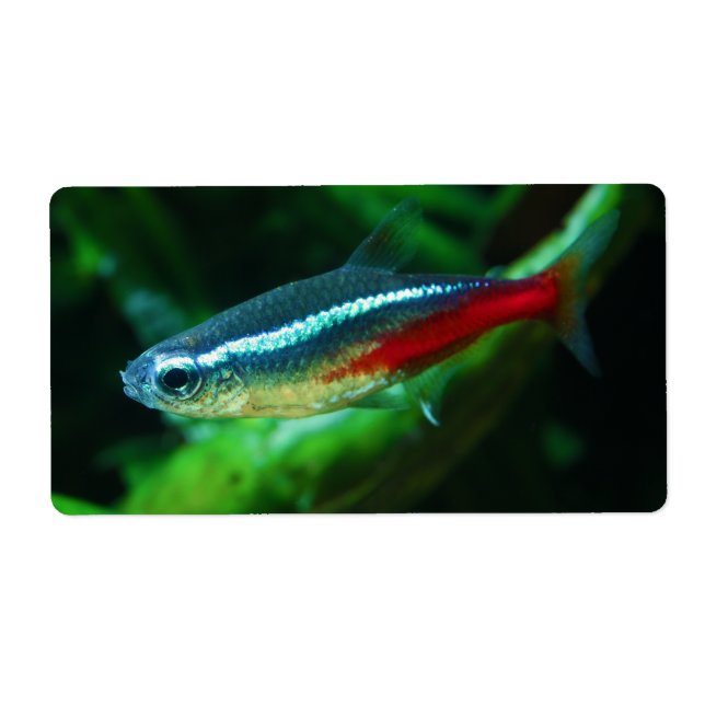 Neon Tetra Fish Paracheirodon Innesi (Vorne)