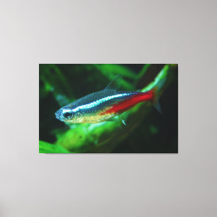 Neon Tetra Fish Paracheirodon Innesi Leinwanddruck